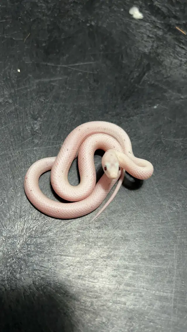 Palmetto Cornsnakes for sale in Reptiles & Amphibians for Rehoming in City of Halifax - Image 2