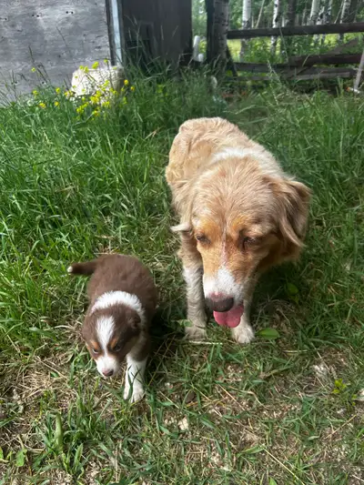 pure bred Australian Shepherd puppies!, View more