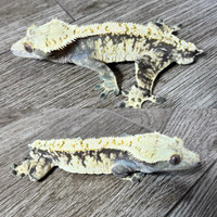 Crested Gecko Harlequin 