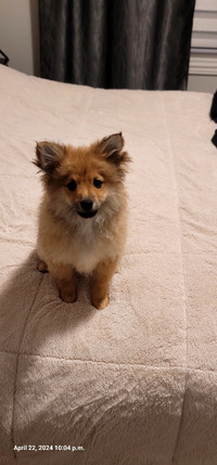  Adorable Pomeranian Puppies For Sale 