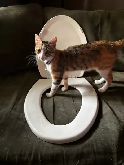Oblong Toilet Seat, View more