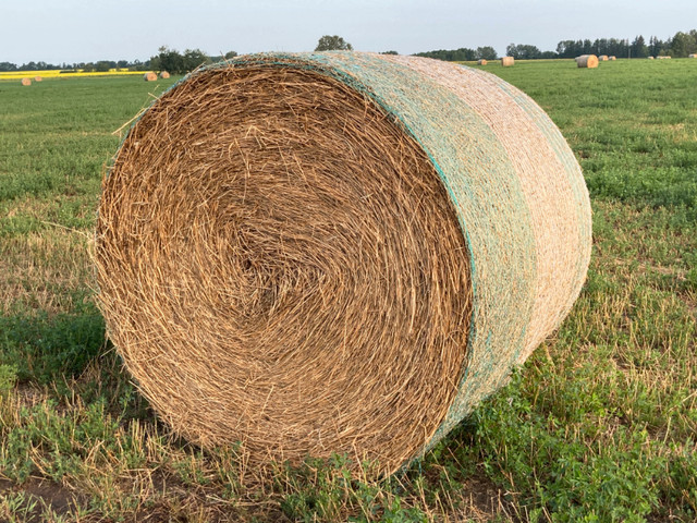 1st & 2nd Cut Alfalfa & Grass (Certified Organic) in Livestock in Prince Albert