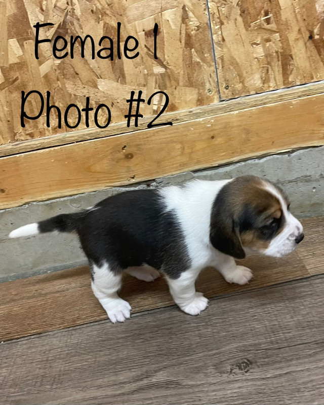 Beagle puppies (2 tricolour beagles and 2 rare lemon beagles) Dogs