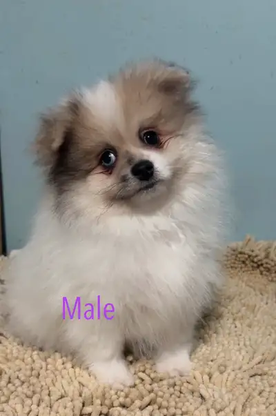 White Birch Pomeranians has some beautiful puppies left from European blooodlines. Ready for their n...