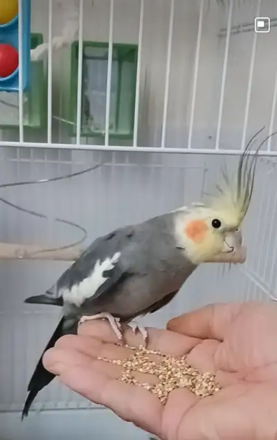 Cockatiel for sale, View more
