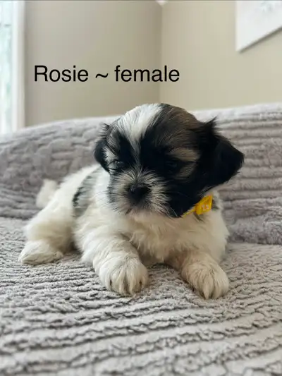 Shih Tzu Puppies, View more