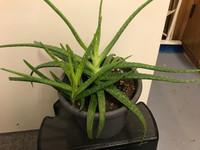 Aloe Vera House Plant