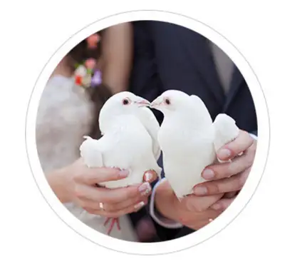 white dove pigeon available , View more