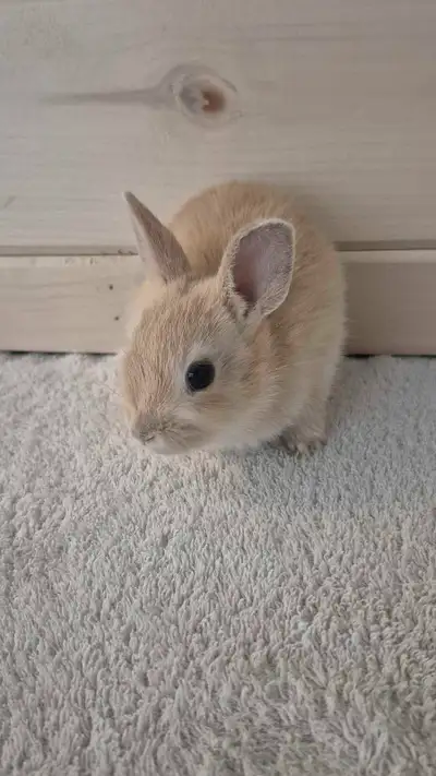 4 adorable Netherland dwarf bunnies left! They were born May 11th, (5weeks old) these cuties are fri...
