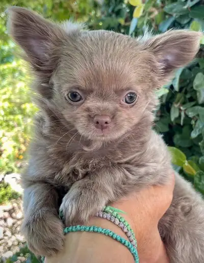 Tiny lilac  chihuahua ❤️very Sweet!!❤️, View more