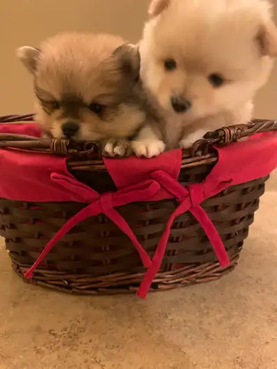 Pomeranian Puppies, View more