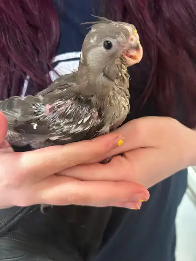 Handfed white face baby cockatiels, View more