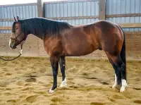 Dual Rey/One Time Pepto Stallion- reined cow horse