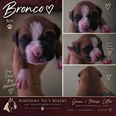 Boxer Puppies | CKC Registered Kennel | Ready Nov. 15, View more