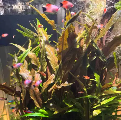 Lot of 25 adult red/white mickey mouse platies , View more