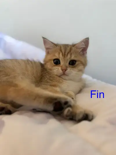 He has 2 sets of shots and deworming , very sweet affectionate boy, very energetic and loving.