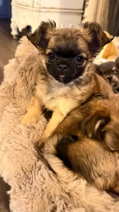 chihuahua 1 male available, View more