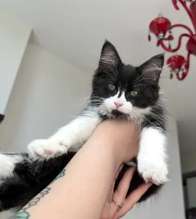 Your New Best Friend (And Tiny Shadow!), View more