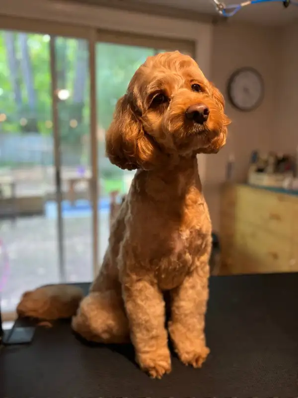 Dog groomer accepting new clients! Blossom Park/South Ottawa in Animal & Pet Services in Ottawa - Image 5