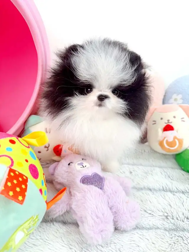 Tiny teacup pomeranians in Dogs & Puppies for Rehoming in Oakville / Halton Region - Image 4