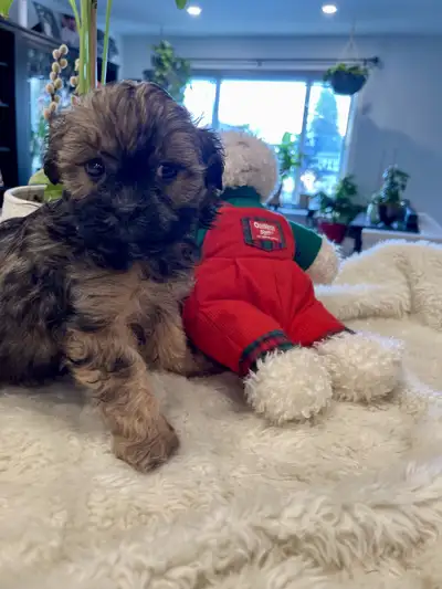 Shi-poos that are irresistible..too cute!!!, View more