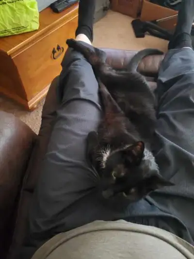 Cat to Rehome, View more