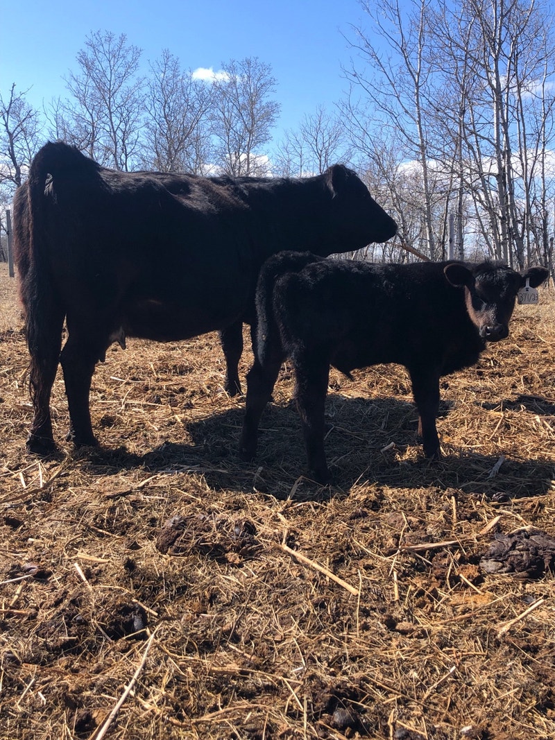 Cow/calf pairs for sale Livestock Brandon Kijiji