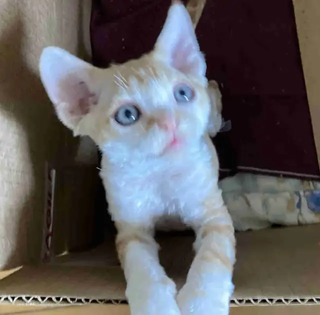 Devon Rex kittens in Cats & Kittens for Rehoming in Barrie - Image 2