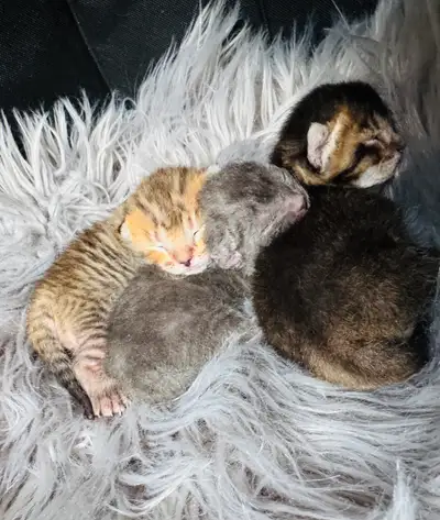 **ALL RESERVED, please message us for our future litter expected in a few weeks** 3 beautiful kitten...