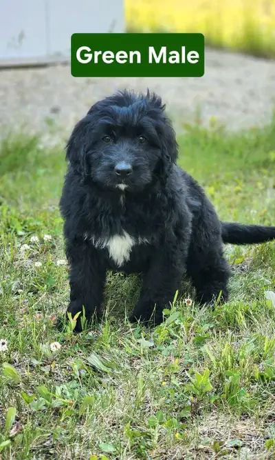 Bernedoodle Puppies, View more