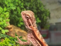 baby bearded dragon Kawartha Lakes Peterborough Area Preview