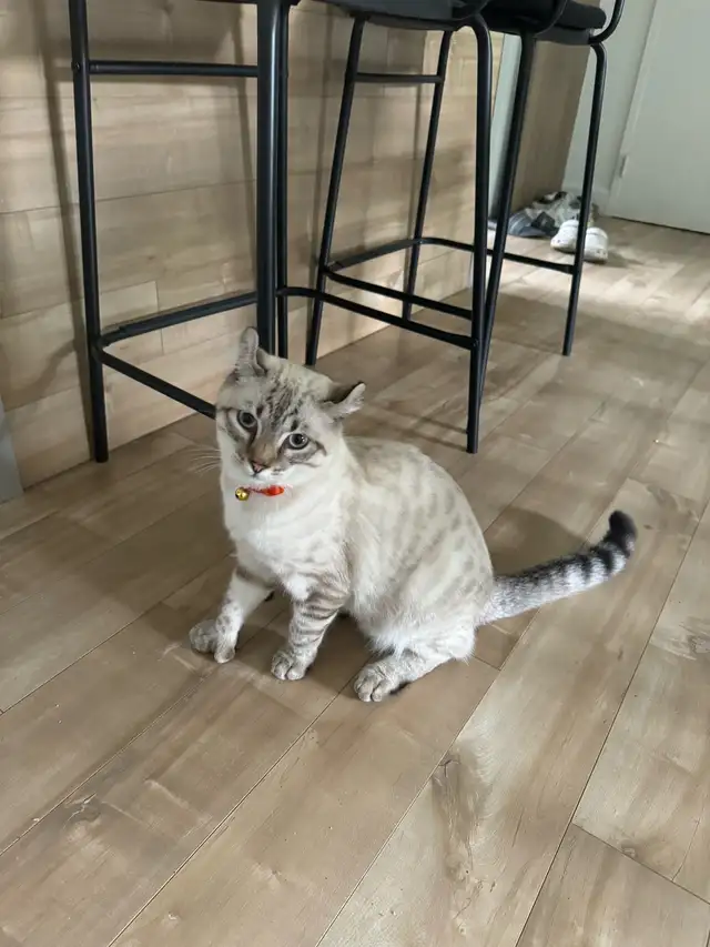 highland lynx  in Cats & Kittens for Rehoming in Trois-Rivières - Image 6