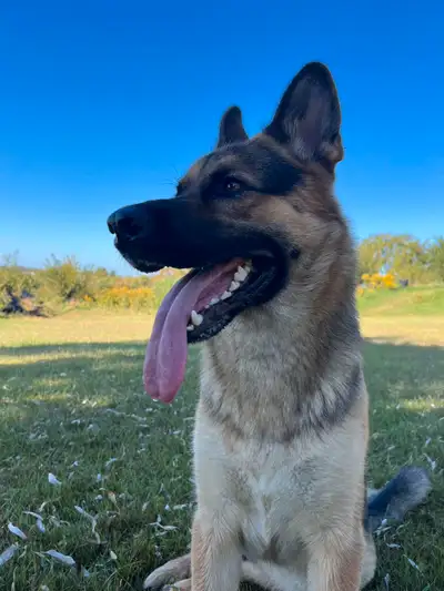 Rehoming German Shepherd, View more