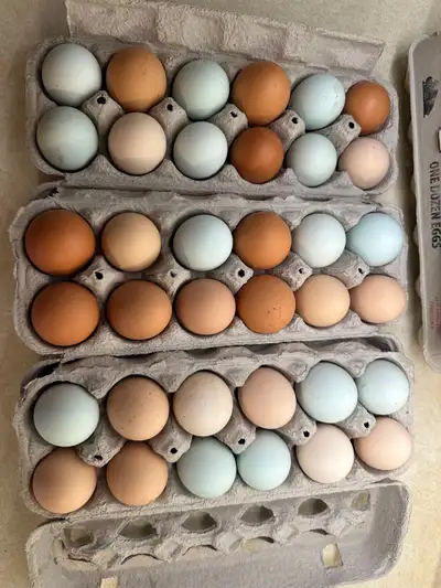 Farm fresh organic eggs. $5 / dozen. 100% All organic feed on 2 acres to roam. Still crazy good eggs...