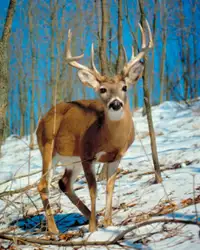 Land to Deer Hunt