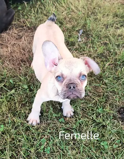bouledogue français, View more