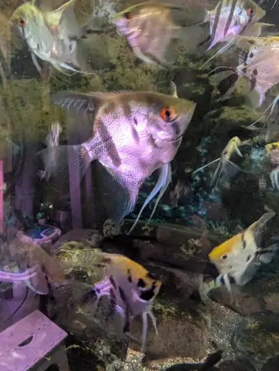 Beautiful Angelfish for Sale, View more