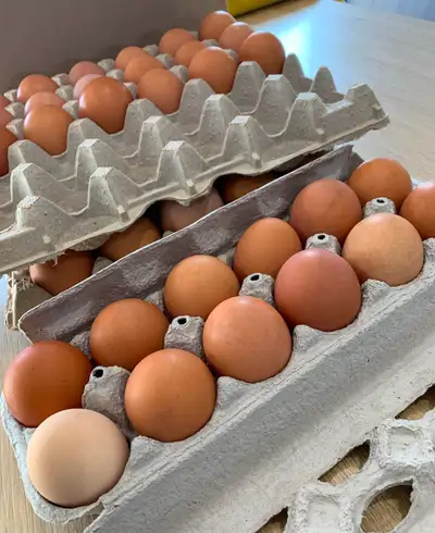 Brown eggs large size., View more
