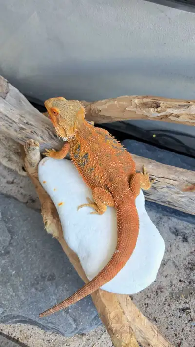 Female Hypo Tangerine Bearded Dragon – Vibrant Orange Tiger, View more