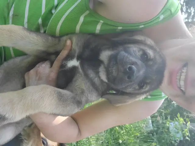 Caucasian/Dutch Sheppard & Bernese mountain cross puppies in Dogs & Puppies for Rehoming in Kitchener / Waterloo - Image 6