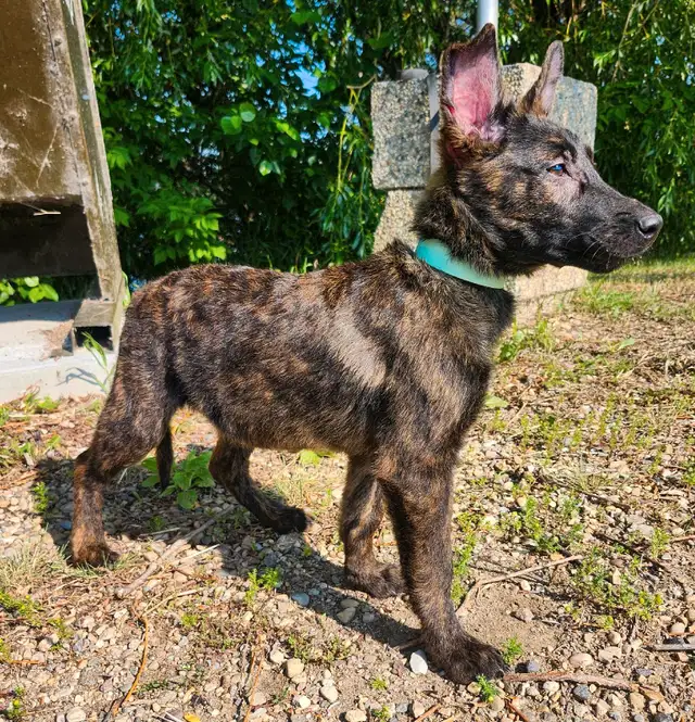 Dutch Shepherds in Dogs & Puppies for Rehoming in Red Deer - Image 6