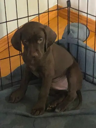 Celtic Pointers Puppies, View more