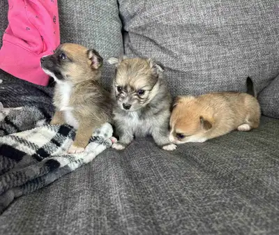 2 Pomeranian x Chihuahua puppies, View more