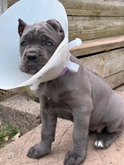 Follow us on Instagram for daily updates @raya.canecorso Our puppies are lovingly raised in our home...