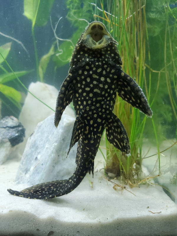 5inch Gold Spot Pleco in Fish for Rehoming in Belleville - Image 3
