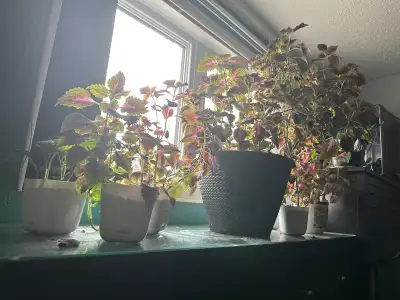 Plants 5$ only, View more