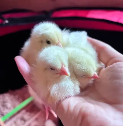 Day Old Chicks - bym, View more