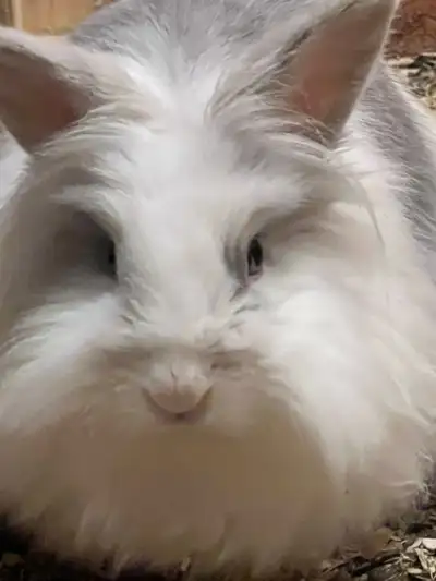 Rabbit . , View more