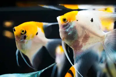 ANGELFISH SPECIAL $10, View more