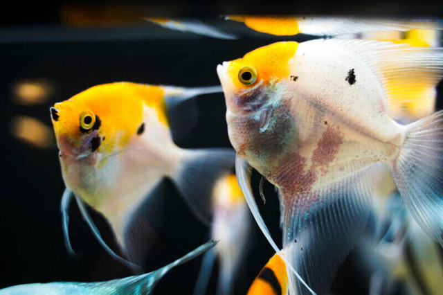 KOI ANGELFISH SPECIAL in Fish for Rehoming in North Bay